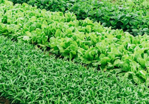 Rural Agriculture