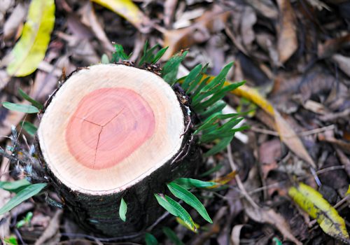 forestry